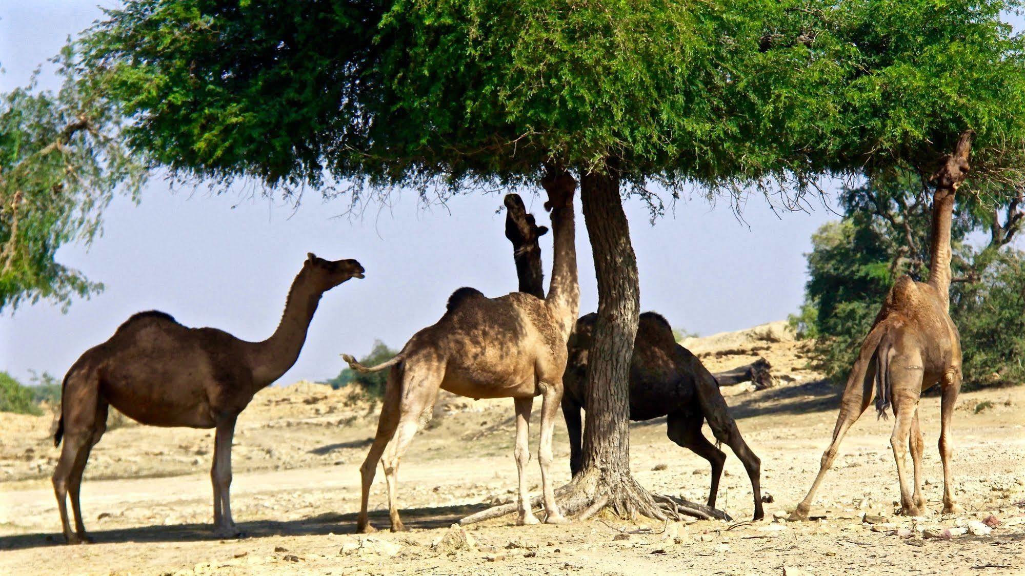 Damodra Desert Camp Jaisalmer Bagian luar foto
