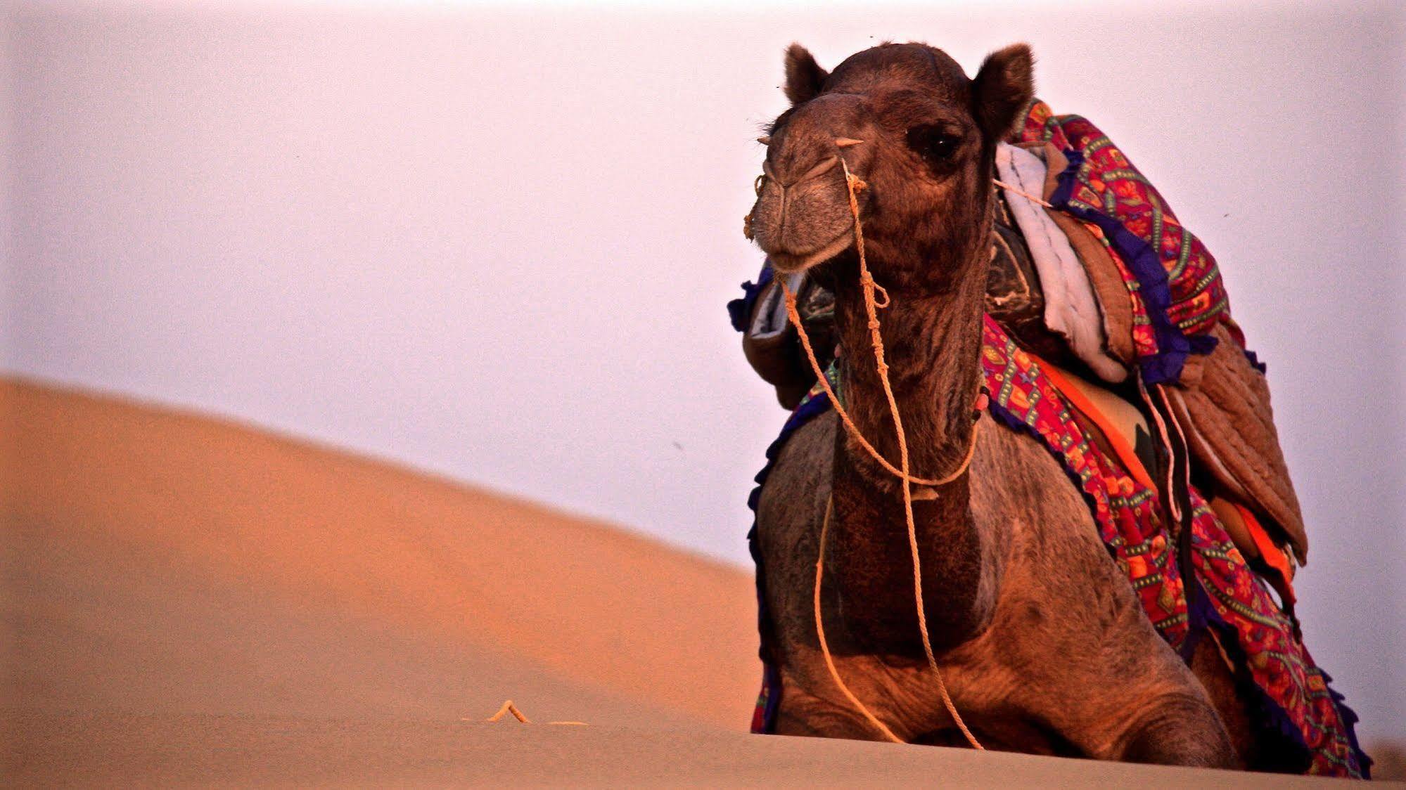 Damodra Desert Camp Jaisalmer Bagian luar foto